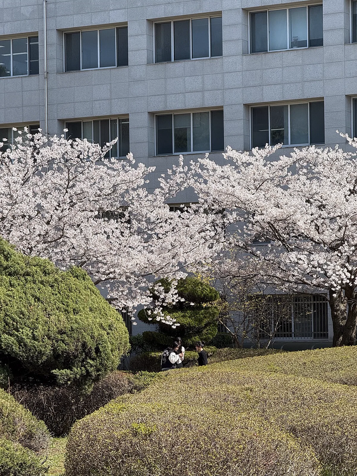 korea cherry blossom