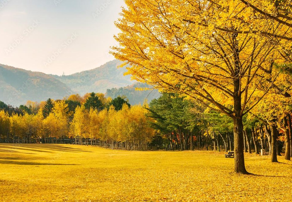 남이섬 1